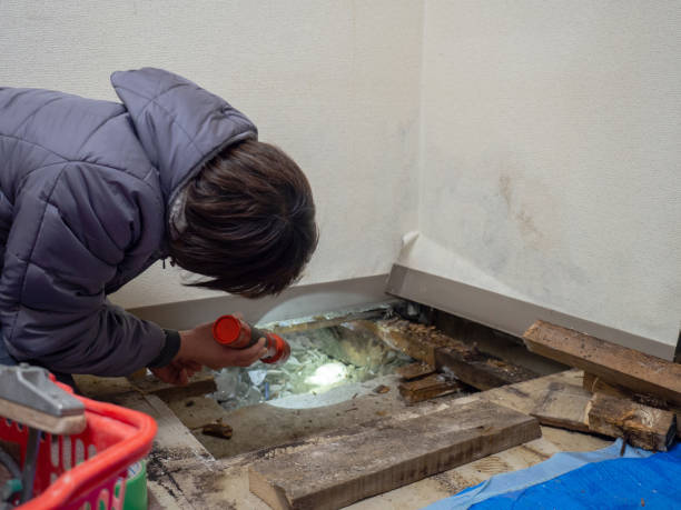 Best Mold Remediation for Healthcare Facilities  in Lan, MI