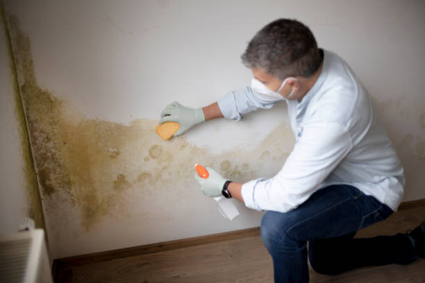 Best Commercial Mold Inspection  in Lan, MI