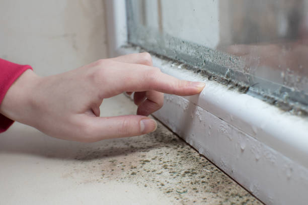 Best HVAC Mold Inspection and Cleaning  in Lan, MI